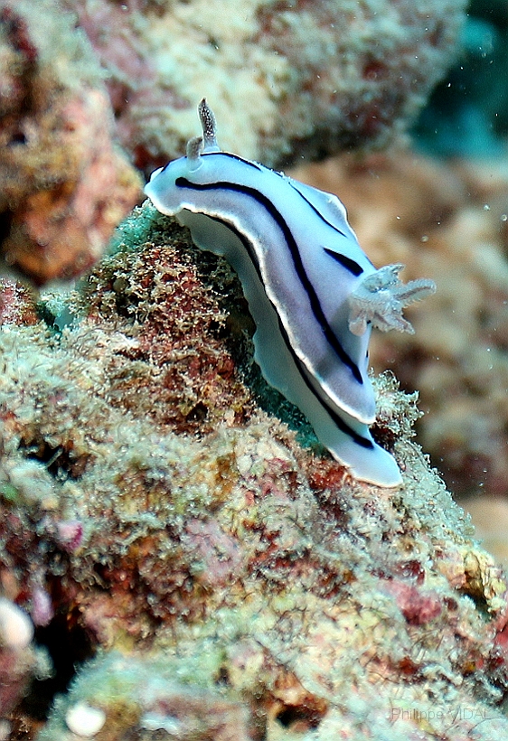 Sipadan_2015_Nudibranche_Doris de Loch_Chromodoris lochi_IMG_2287_rc.jpg